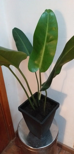 Planta Filodendro Longifolium 1