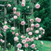 Climbing Rose, Scented Rosebush, Pierre De Ronsard 15L 3