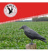 12 Raven Deter Pigeons Scarecrow Complete Box 7