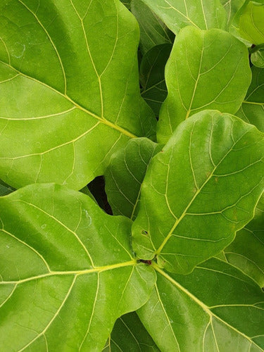 Ficus Pandurata 3