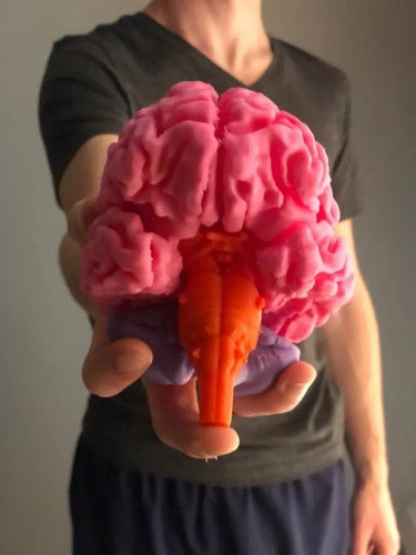 Neuro Combo - 3D Printed Anatomy - Available Stock 5