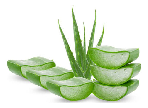 Hierbas de San Pedro Organic Aloe Vera Leaves for Cosmetic or Medicinal Use x 3 0