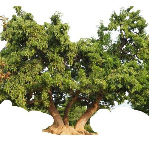 Ombú Phytolacca Dioica Árbol Nativo 0