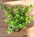 Pack of 10 Erica Kokedamas - Outdoor Plants 3