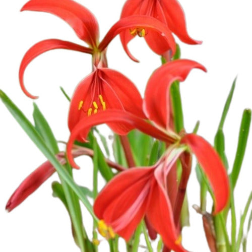 Flor de Lis Bulbs (Sprekelia Formossisima) 0