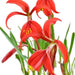 Flor de Lis Bulbs (Sprekelia Formossisima) 0