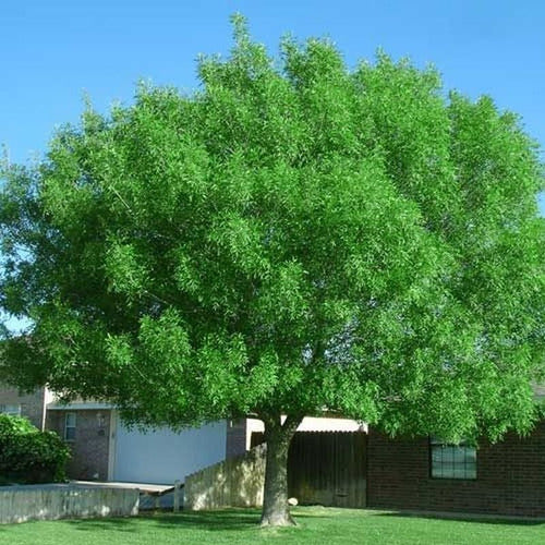 Fresno Perenne ! ( Fraxinus Uhdei Majestic Beauty) Árboles 4