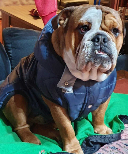 Rafa Style Dog Wear Campera Abrigada Bulldog Inglés, Retoques A Medida 3