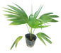 Planta Palmera Latania 3l Greenonline Vivero 0