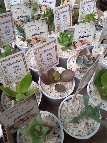 10 Succulents Souvenirs N° 6 Customized 3