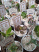 10 Succulents Souvenirs N° 6 Customized 3