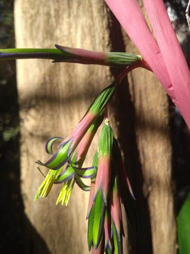 Billbergia Nutans - Lágrimas De Reina X 3 4