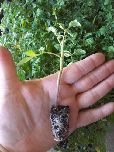 Plantines Huerta Tomate Perita O Platense X25 1