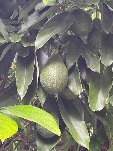 100% Natural Avocado Each 1