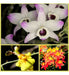 Oferta Combo 3 Orquideas Nativas + Fertilizante De Regalo 1