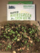 Microgreen MH Super Microgreen Grow Kit 1