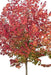 Acer Buergerianum 15lts 0