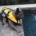 EzyDog Micro Doggy Flotation Device DFD 5