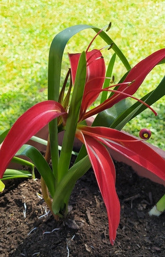 Flor de Lis Bulbs (Sprekelia Formossisima) 1