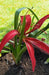 Flor de Lis Bulbs (Sprekelia Formossisima) 1