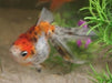 Mundo Acuatico Goldfish Calico Chico Surtido Hot Sale 0