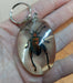 Natural Resin Insect Keychain 1