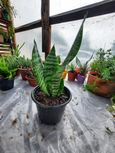 Espada De San Jorge O Sansevieria 0