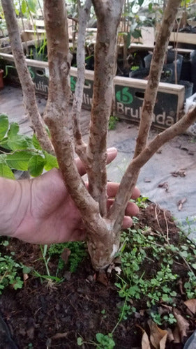 Planta De Jabuticaba Híbrida De Acodo, Adulta Ya Fructifica! 3