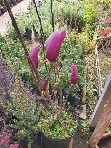 Magnolia Pùrpura ( M Liliflora) 4