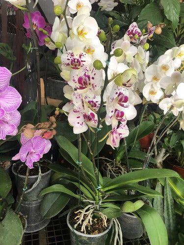 Premium Phaleanopsis Orchid Plant 4