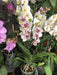 Premium Phaleanopsis Orchid Plant 4