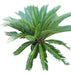 Cica Palm - Free Shipping 1