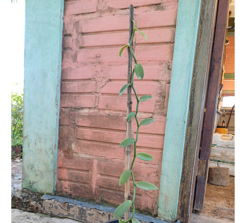 Orquídea Vainilla (Vainilla Planifolia) En Maceta 14 1