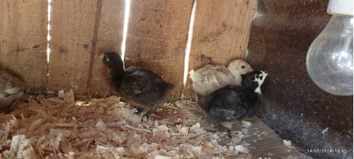 Pavos Criollos Pichones Y Pavas Adultas 2