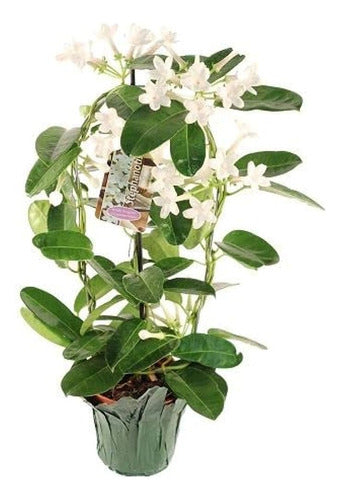 Madagascar Jasmine Stephanotis Floribunda Trellis Plant 0