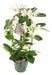 Madagascar Jasmine Stephanotis Floribunda Trellis Plant 0