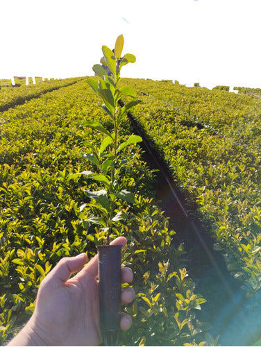 Yerba Mate Seedlings by Ilex Paraguariensis - 50 Units 1