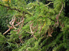 Ñandubay Algarrobillo Prosopis Affinis Árbol Nativo 2