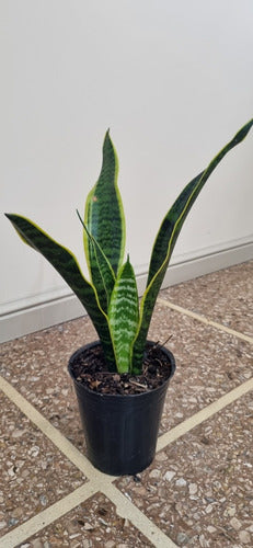 Augusbru Sansevieria - Snake Plant - Mother-in-Law's Tongue 1