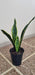 Augusbru Sansevieria - Snake Plant - Mother-in-Law's Tongue 1