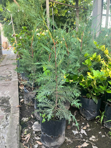 Leylandii Pine Live Hedge Nursery Wholesaler Cypress X4 2