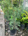 Leylandii Pine Live Hedge Nursery Wholesaler Cypress X4 2