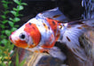 Goldfish Calico Chico Surtido Hot Sale En Mundo Acuatico 0