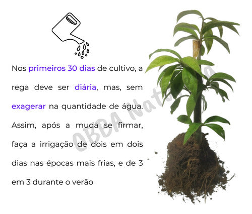 Verdadeira Orapornos | Ora Pro Nobis Flor Branca Pode Comer 3