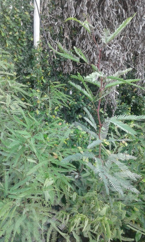 Algarrobo Blanco Arbol (Prosopis Alba) 0