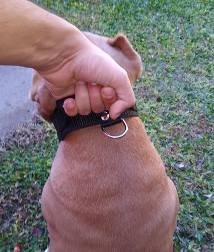 Stylish_dogg Pechera + Collar Con Agarre + Bozal - Pitbull, Boxer, etc. 4