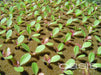 100 Hydroponic Phenolic Foam Cubes Seed Germination 1