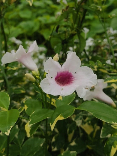 Greenonline Bignonia Jazminoide Variegated White Flower - 3L 0