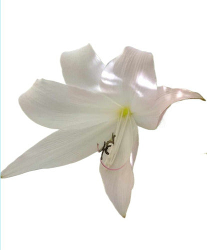 Crino Planta Crinum Blanco 0