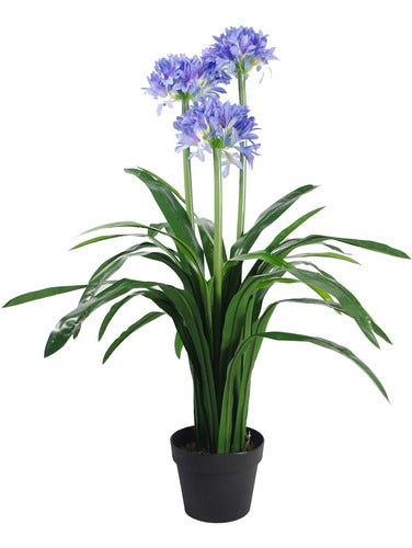 Agapanthus Planta Exterior 0